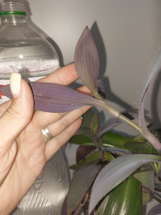 Традесканция бледная+Традесканция покрывальчатая (вазон)