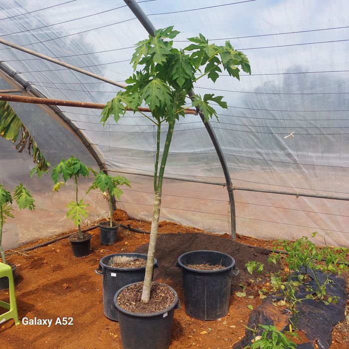 Vendo,Plantas de Papaia, pequenas ,médias e grandes,pode viver no exterior ,preço entre €22  a € 120,posso fazer entrga,se tiver máximo  10km