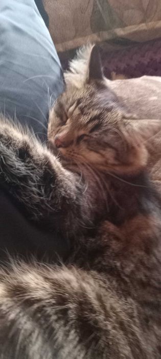 Віддам котика в добрі руки (7 місяців)