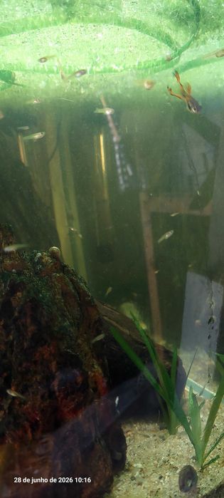 Guppy endler troco