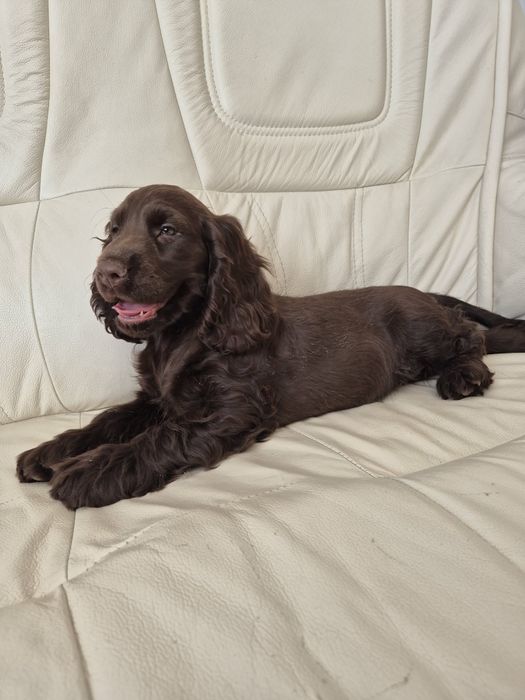 Cocker Spaniel Angielski