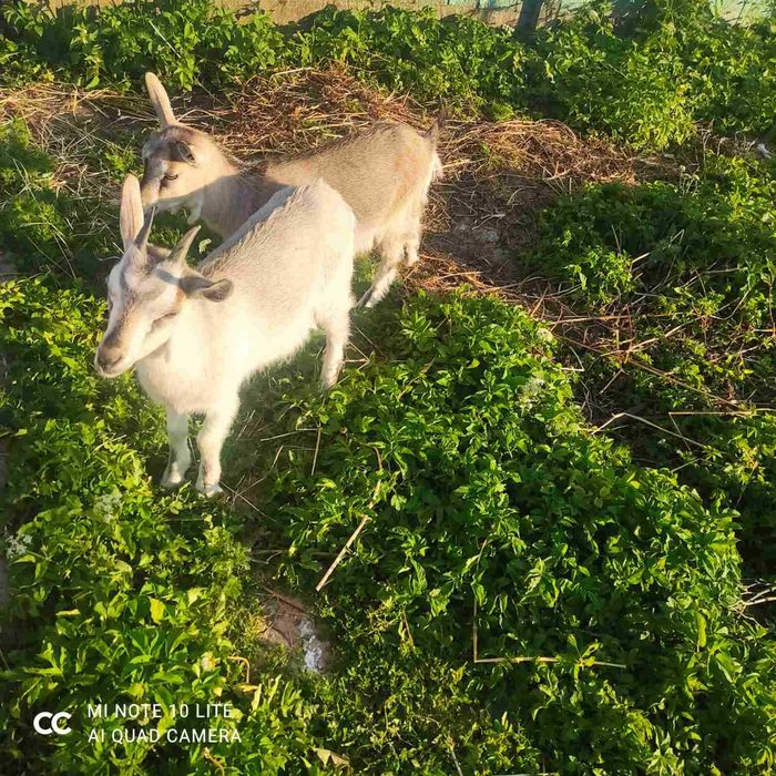 Козочки  зааненсько-швейцарські