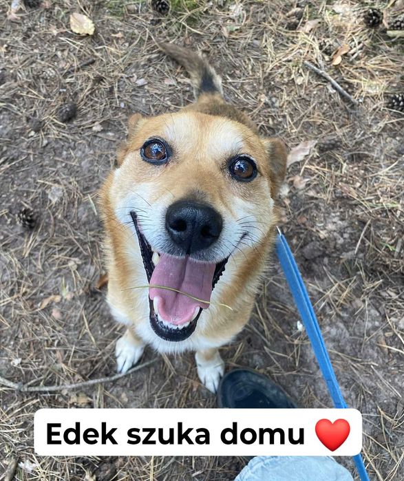 Edek szuka domu!