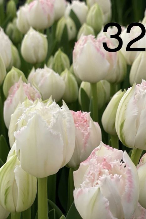 Тюльпан опт та роздріб