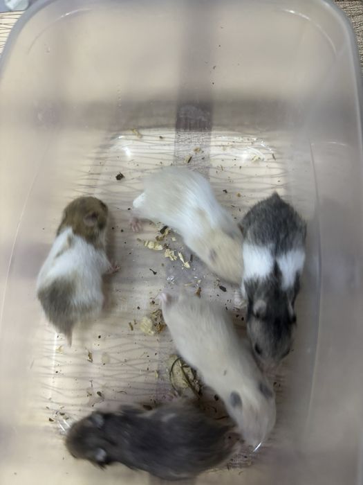 Продам хомяков. ..