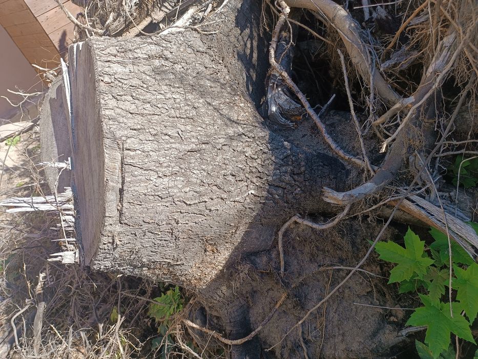 Opał drewno kominkowe pieńki oddam za darmo