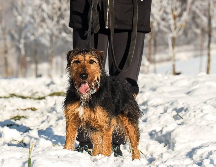 Vasco w typie terriera szuka domu