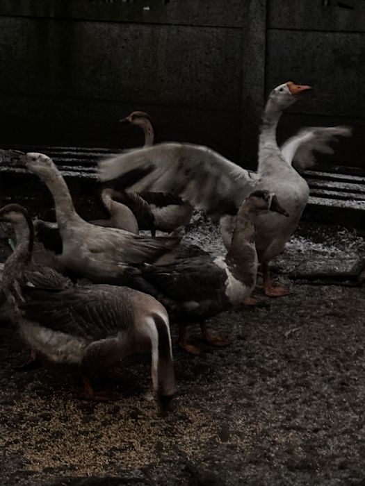 Gesi garnonose promocja