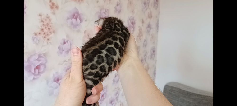 Бенгальські кошенята, бенгальские котята