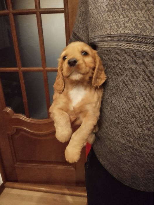 Продам цуценят Спаніельчиків