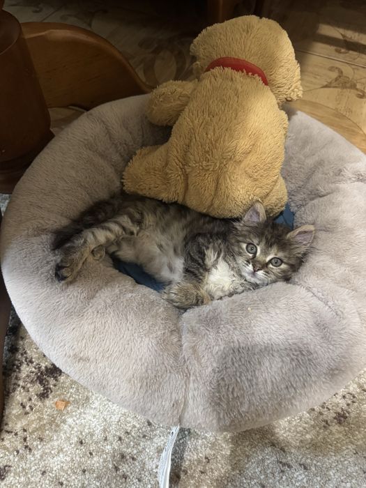 Котеня в добрі руки