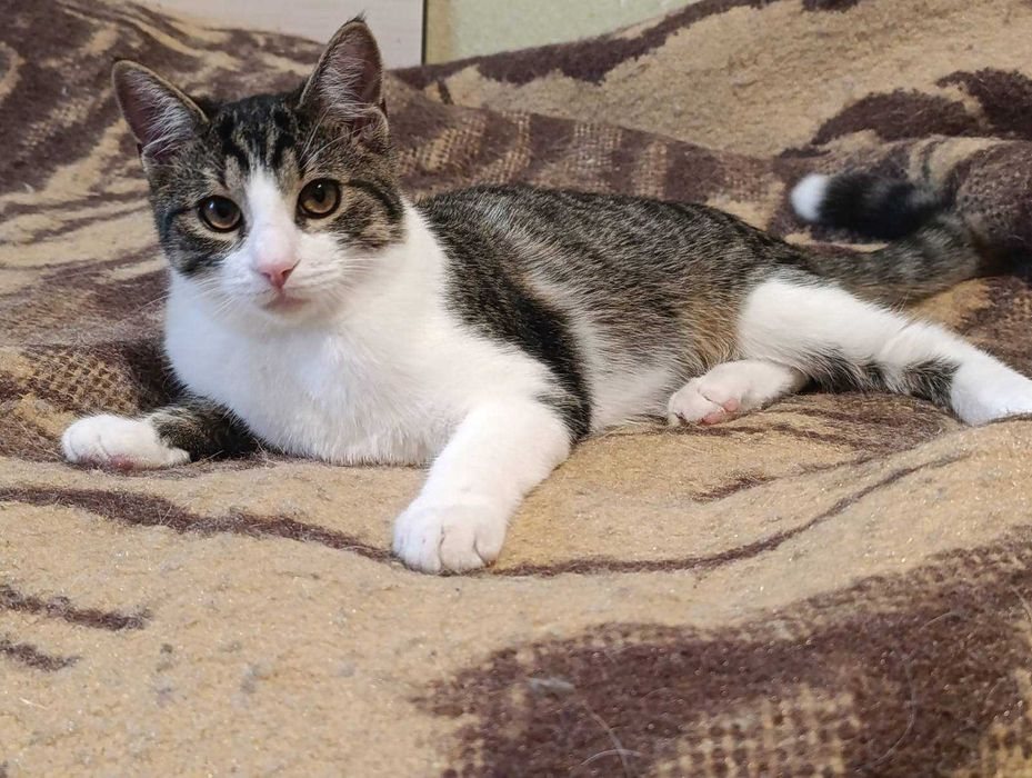 Кузя 10 міс. шукає дім, стерилізований, вакцинований, ручний, Дарниця