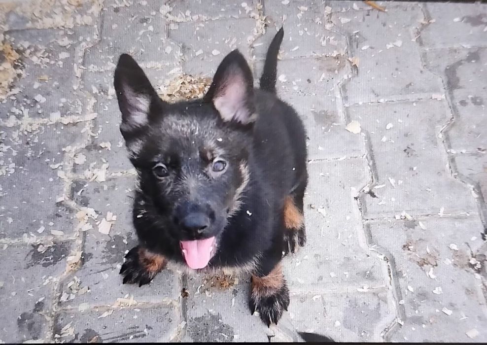 Cachorro   pastor