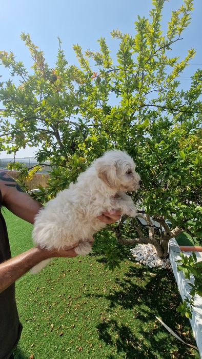 Maltipoo  disponível
