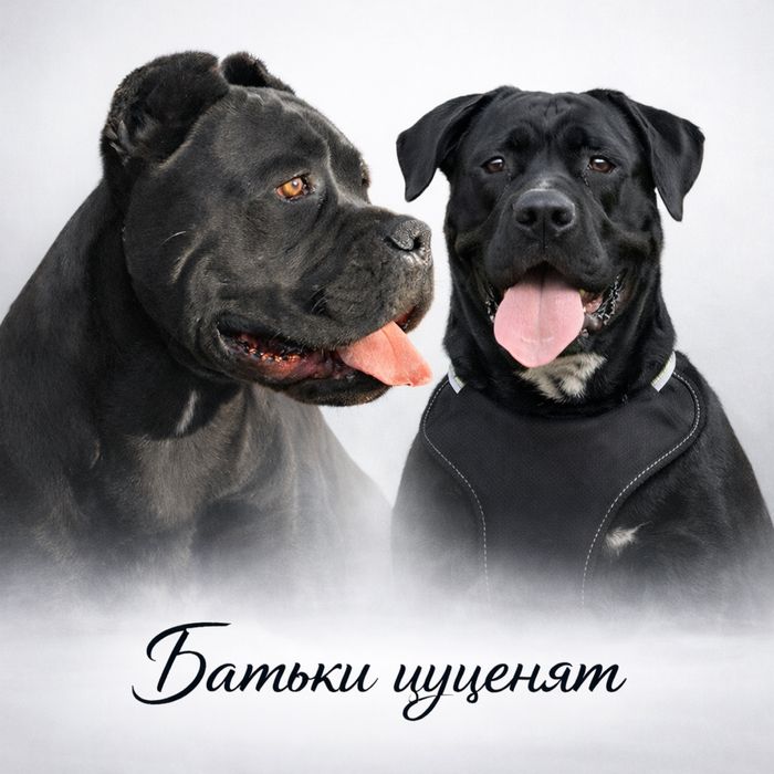 Шикарні малюки Кане корсо