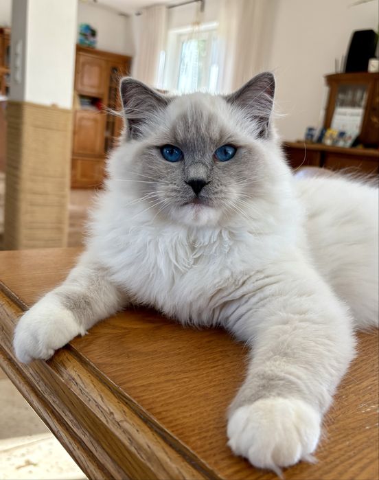 Ragdoll FPL kocurek z prawami hodowlanymi