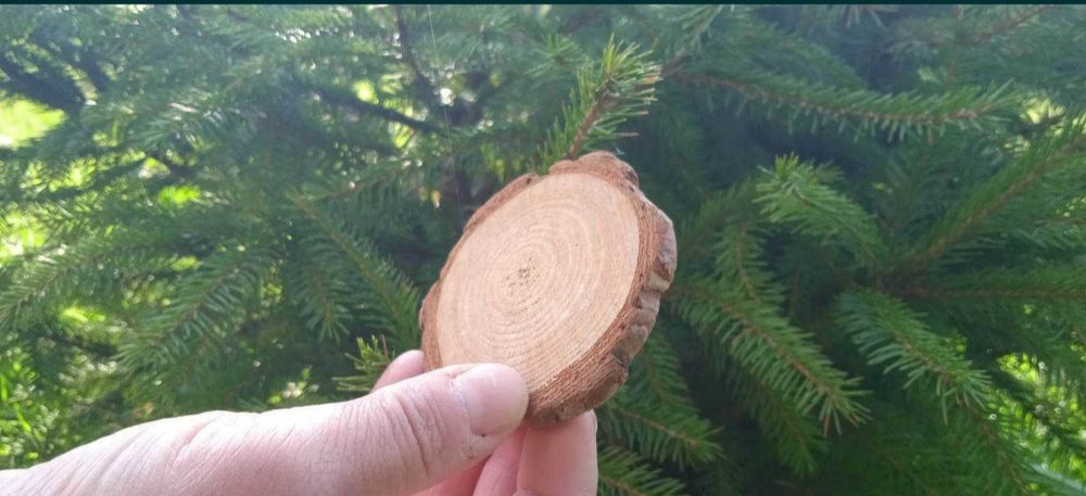 Krążki drewniane, 1000 sztuk, 1-3 cm, plastry , talarki, drewniane