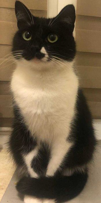 Пропав чорно-білий кіт