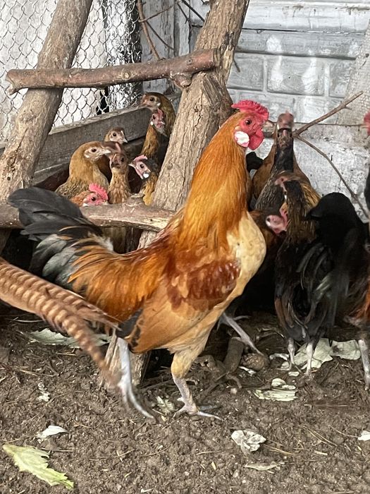 Бентамки пара