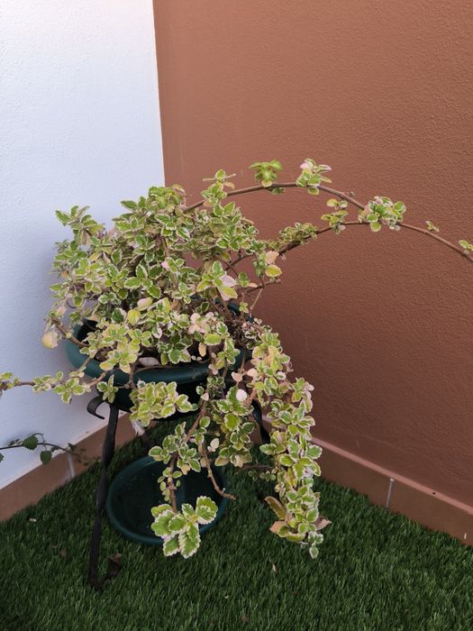 Planta Incenso em vaso