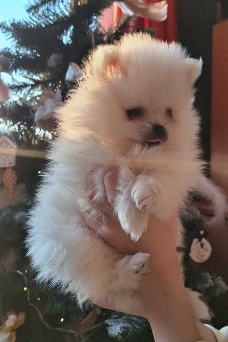 Супер пушистики Померанчики