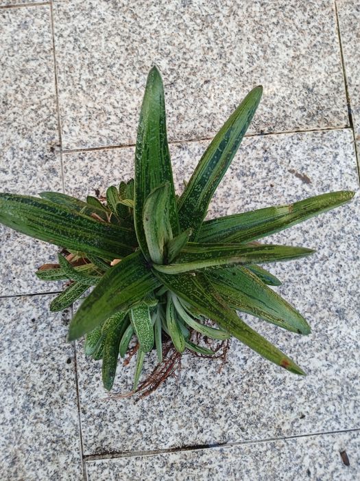 Suculenta enraizada