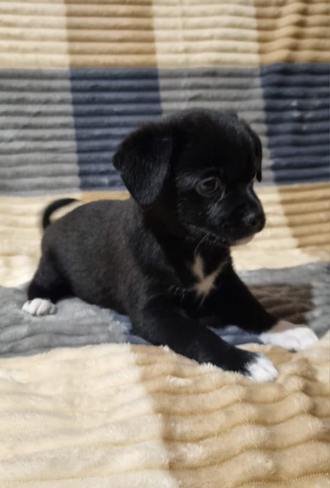 Отдам щенков в добрые и надёжные руки