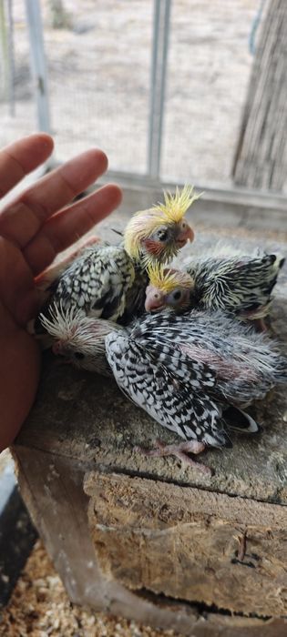 Caturras bebés para acabar de alimentar mão
