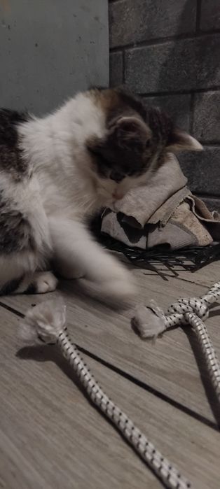 Коти чорно білі дуже гарні