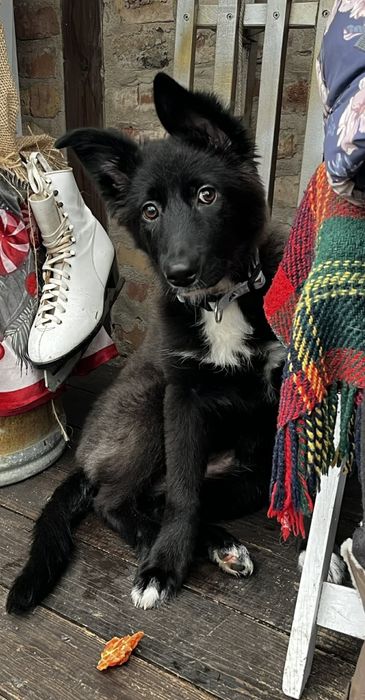 Czteromiesięczna suczka szuka nowego domu.