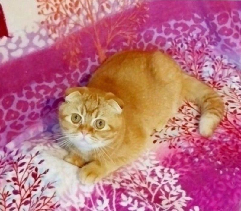 Шикарный и очень добрый мальчик шиншиллка