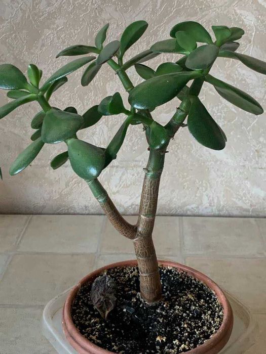 Грошове дерево Красула Товстянка