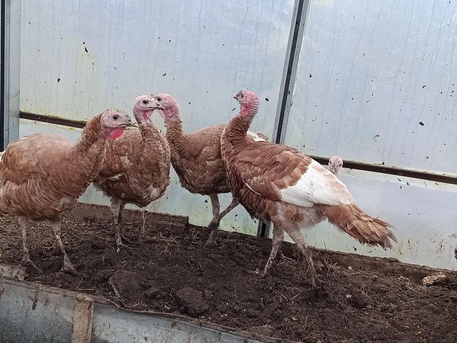 Продаж молоді індики ЧЕРВОНИЙ БУРБОН 7-8міс є самки(від 3штук 1000грн)