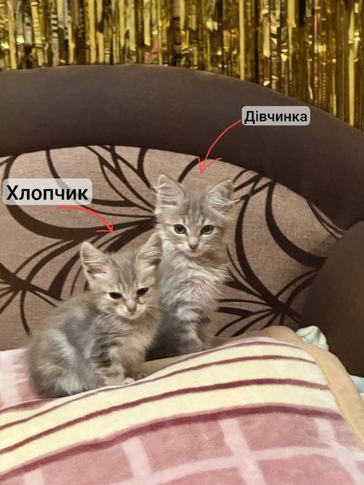 Кошенята (сестричка та брат)