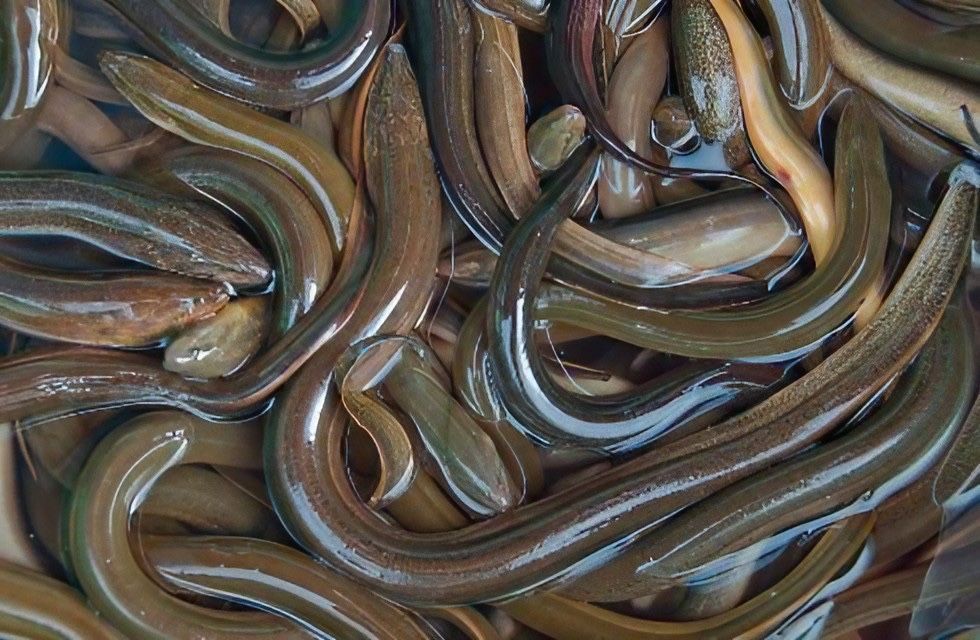 Węgorz europejski żywy/mrożony