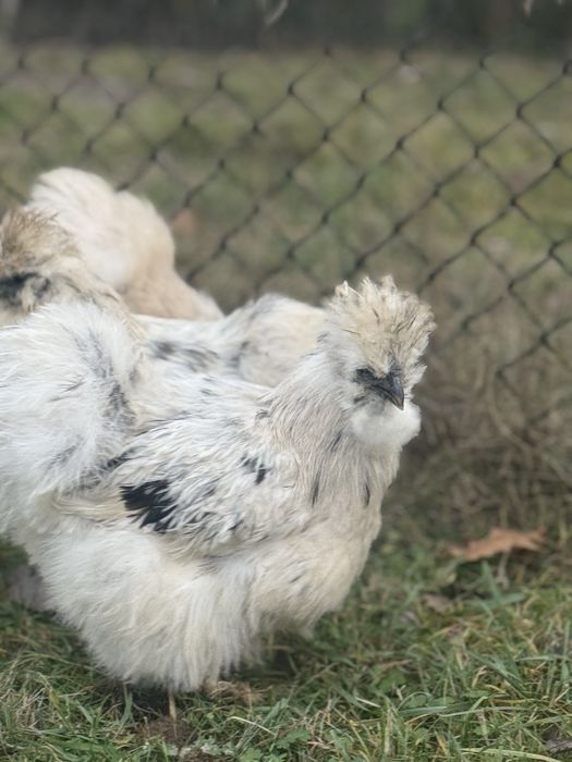 Silki jedwabiste paint kury