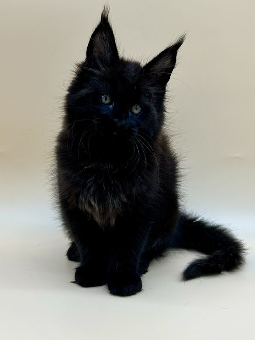 Мейн кун девочка