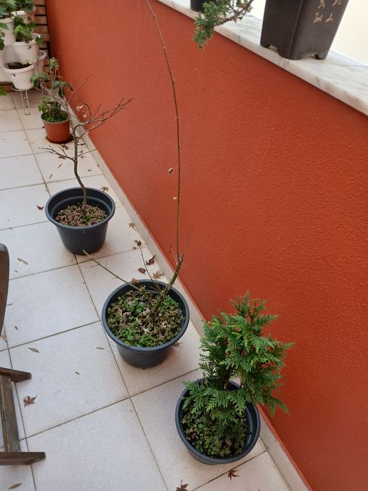 Mudas e para bonsai