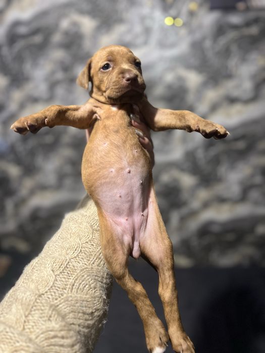 Питбуль красноносый чыстокровный