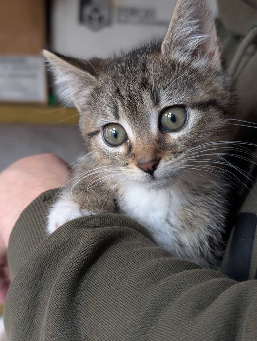 Кошеня шукає родину!