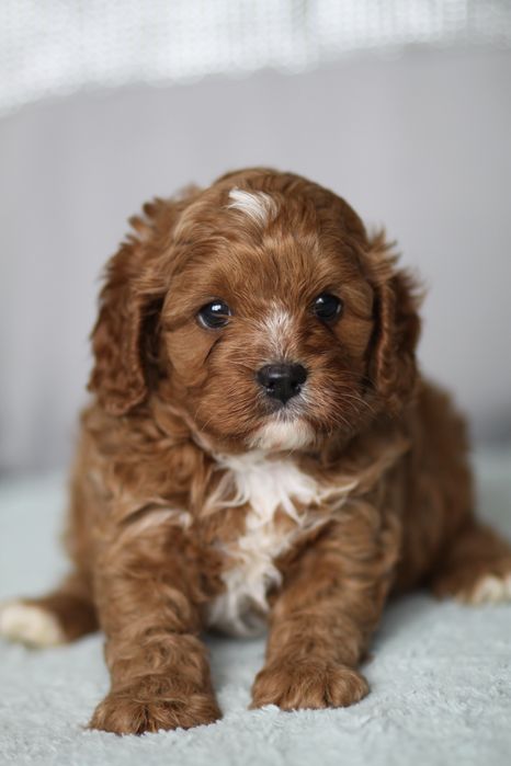 *** Cavapoo śliczny***