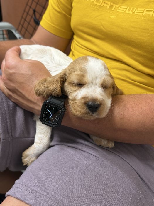 Cocker Spaniel Angielski