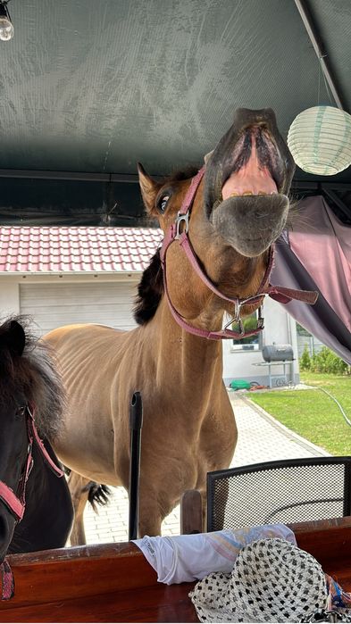 Sprzedam konia wałach 7 lar