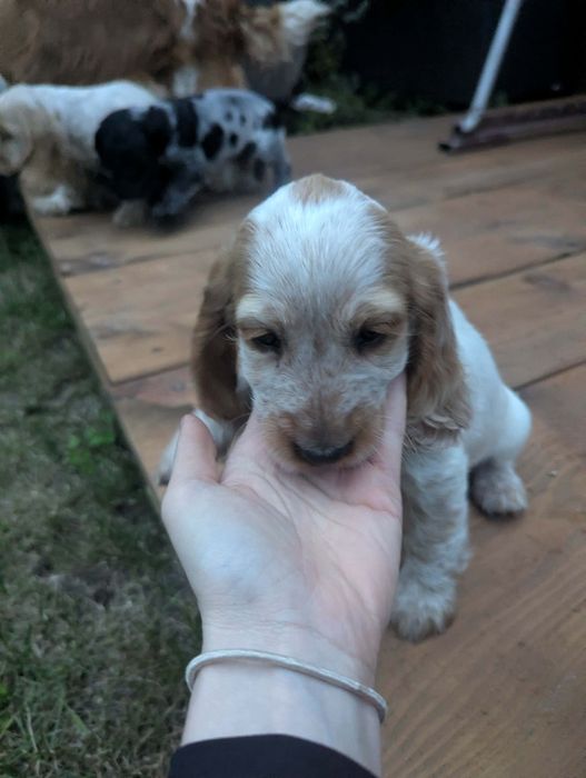 Cocker Spaniel Angielski.