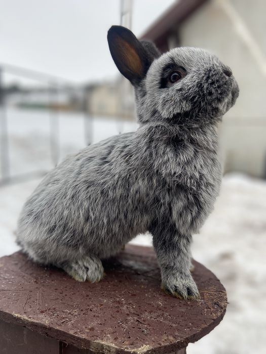 Велике Світле Срібло