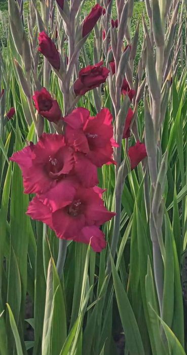 Цибулини гладіолусів