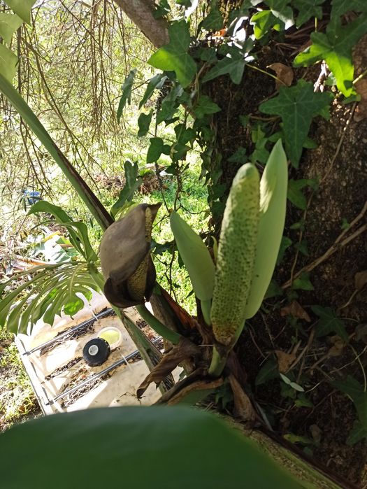 Monstera deliciosa - costela de Adão
