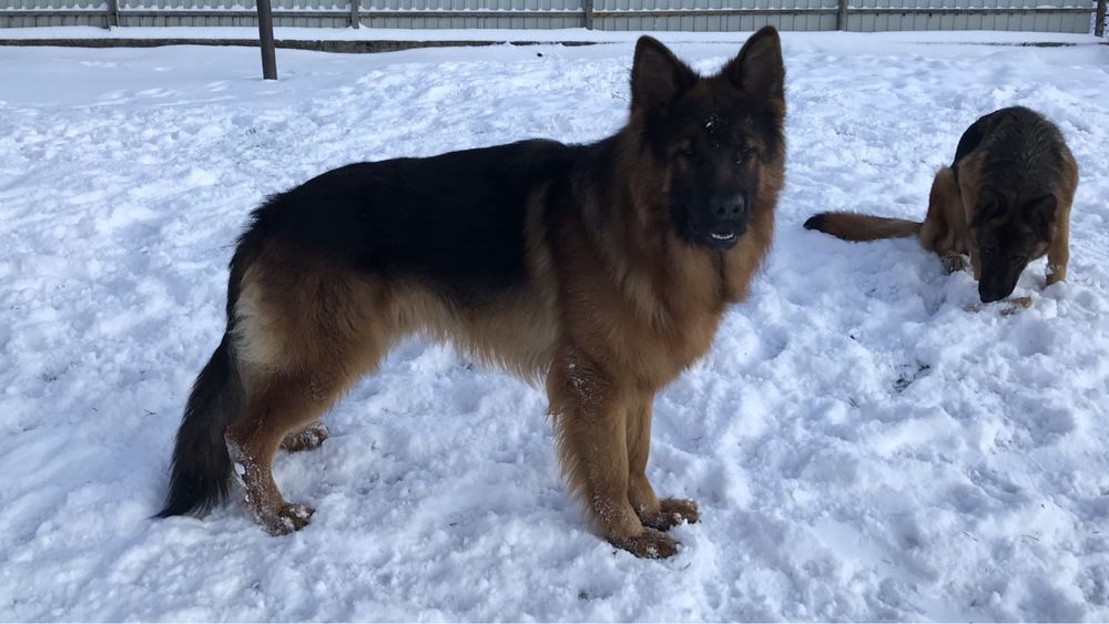 Вязка Німецької Вівчарки