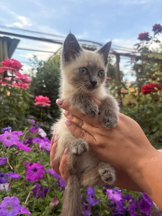 Кошеня  дівчинка 2 місяці
