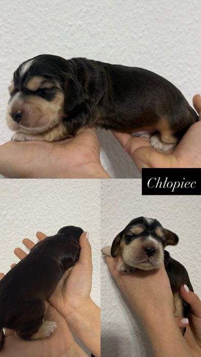 Cocker Spaniel Angielski